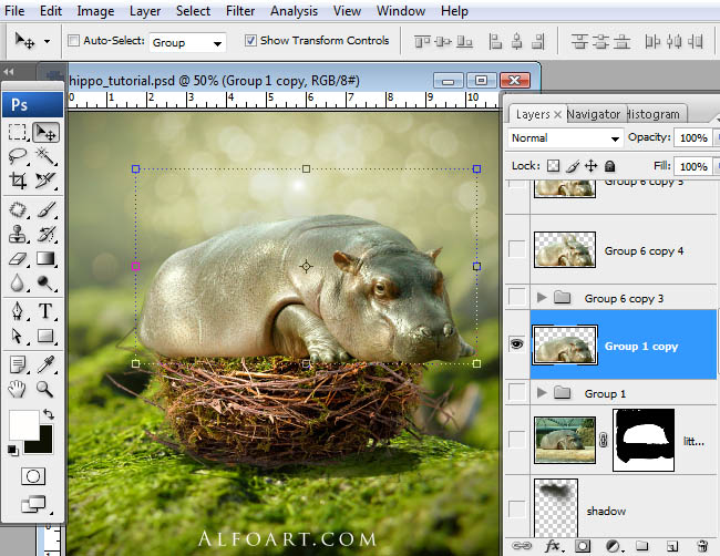 hippo, photoshop, nest, egg, shell, flying hippo, cute, baby, wings, hippopotamus, feathers